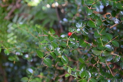 Damnacanthus indicus indicus