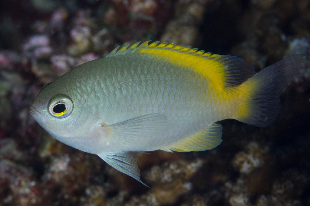 Scaly Damsel