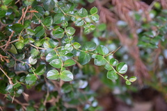 Damnacanthus indicus indicus