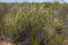 Banksia elderiana