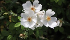 Rosa arvensis