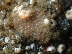 Schizoporella unicornis