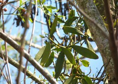 Phoradendron dipterum