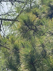 Pinus cembra