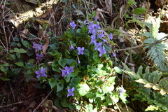 Viola grypoceras grypoceras
