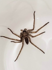 Heteropoda venatoria