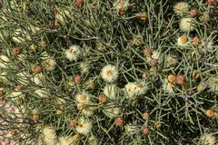 Melaleuca thapsina