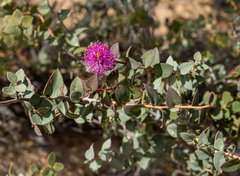 Melaleuca spicigera