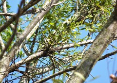 Phoradendron dipterum