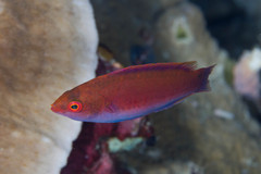 Cirrhilabrus beauperryi