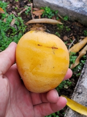 Mangifera indica
