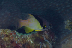 Bodianus mesothorax