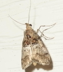 Pococera maritimalis