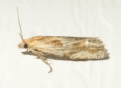 Eucosma olivaceana