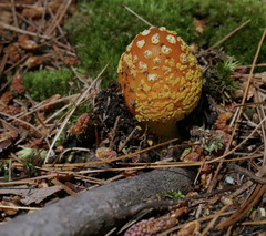 Amanita erythrocephala