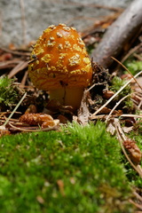 Amanita erythrocephala