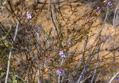 Hemigenia teretiuscula
