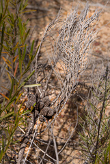 Allocasuarina huegeliana