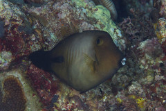 Amanses scopas