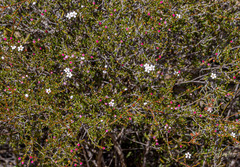 Chamelaucium ciliatum