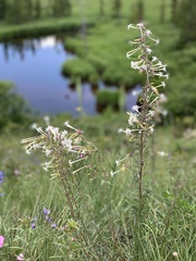 Ipomopsis aggregata candida