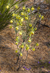 Pimelea aeruginosa