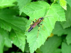 Ichneumon confusor