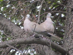 Streptopelia decaocto