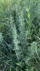 Artemisia austriaca