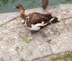 Cairina moschata domestica