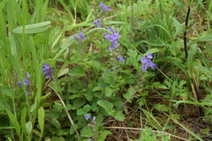 Scutellaria indica