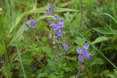 Scutellaria indica