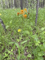 Tephroseris flammea