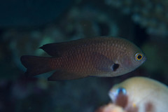 Pomacentrus brachialis