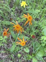 Tephroseris flammea