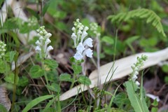 Scutellaria indica parvifolia