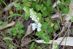 Scutellaria indica parvifolia