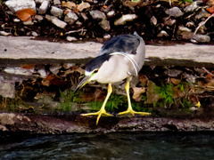 Nycticorax nycticorax