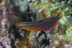 Halichoeres biocellatus