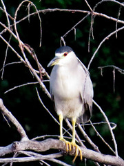 Nycticorax nycticorax