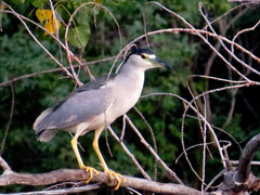Nycticorax nycticorax
