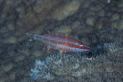 Oxycheilinus orientalis