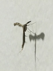 Pterygota