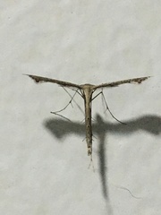 Pterygota