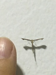 Pterygota