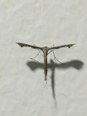 Pterygota