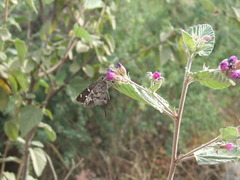 Thorybes dorantes calafia