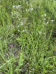 Gypsophila altissima
