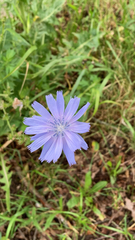 Cichorium intybus