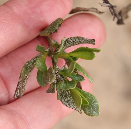 Image of Hazardia orcuttii by (c) Millie Basden, some rights reserved (CC BY)